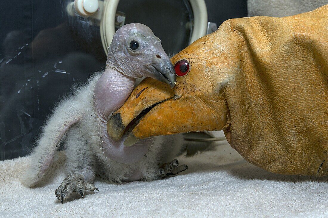 California Condor (Gymnogyps californianus) chick with puppet used in hand rearing the chick, native to North America