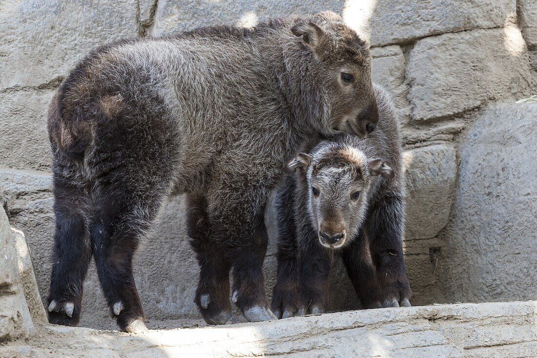 Takin (Budorcas taxicolor) calves, native to China