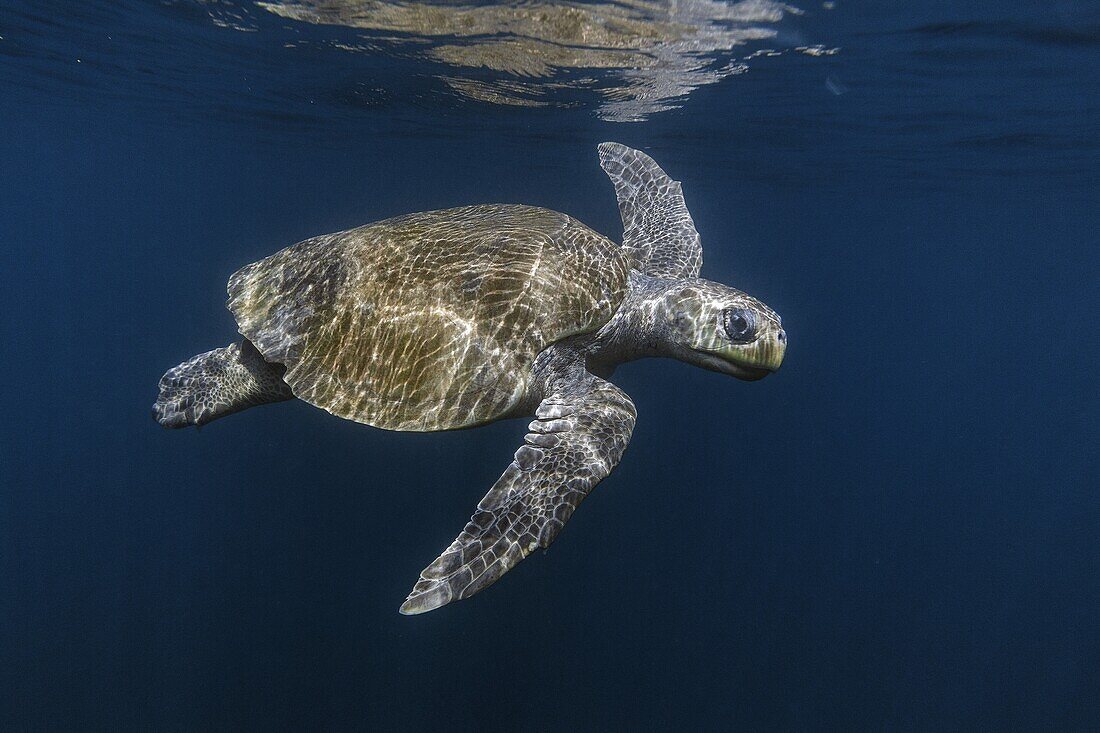 Olive Ridley Sea Turtle (Lepidochelys olivacea) swimming in open ocean near nesting beach, Ostional Beach, Costa Rica