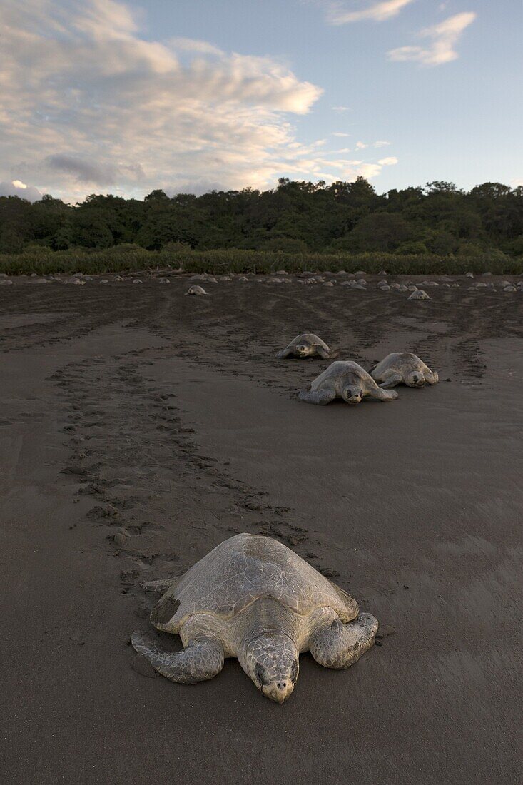 Olive Ridley Sea Turtle (Lepidochelys olivacea) female returning to sea after laying eggs, Ostional Beach, Costa Rica