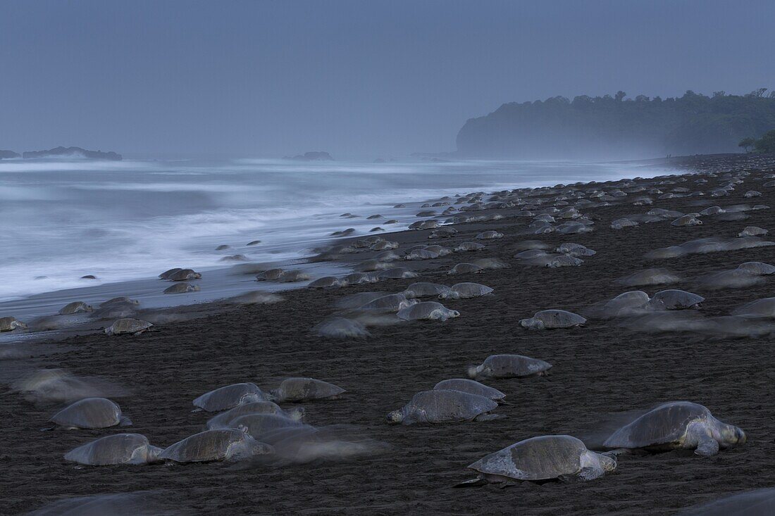 Olive Ridley Sea Turtle (Lepidochelys olivacea) females coming ashore to lay eggs during an arribada nesting event, Ostional Beach, Costa Rica