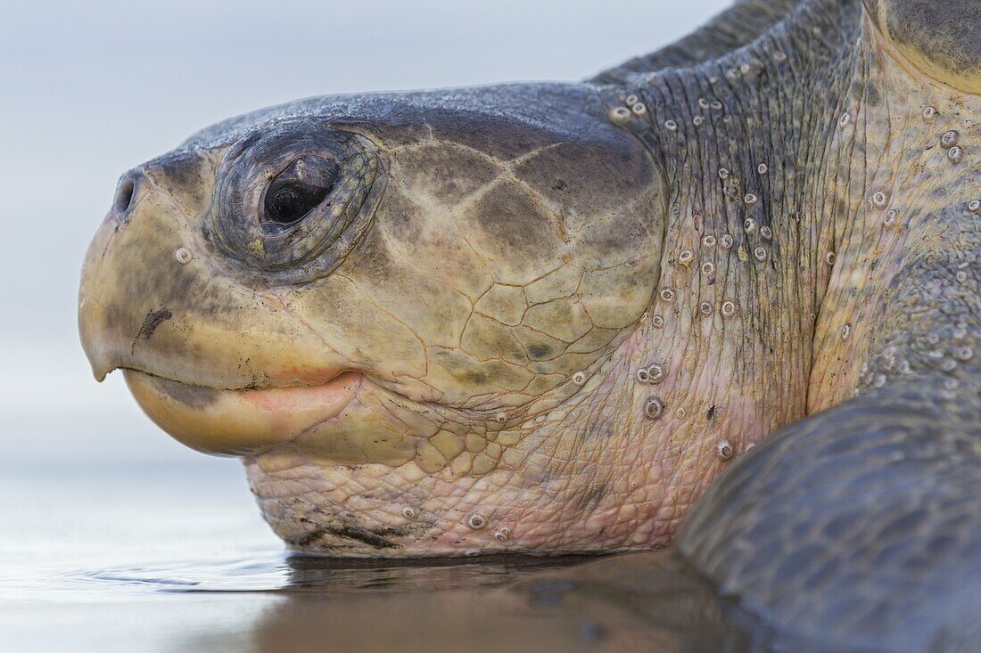 Olive Ridley Sea Turtle (Lepidochelys olivacea) female, Ostional Beach, Costa Rica