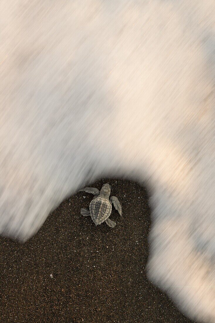 Olive Ridley Sea Turtle (Lepidochelys olivacea) hatchling on its way to the sea after emerging from its egg, Ostional Beach, Costa Rica