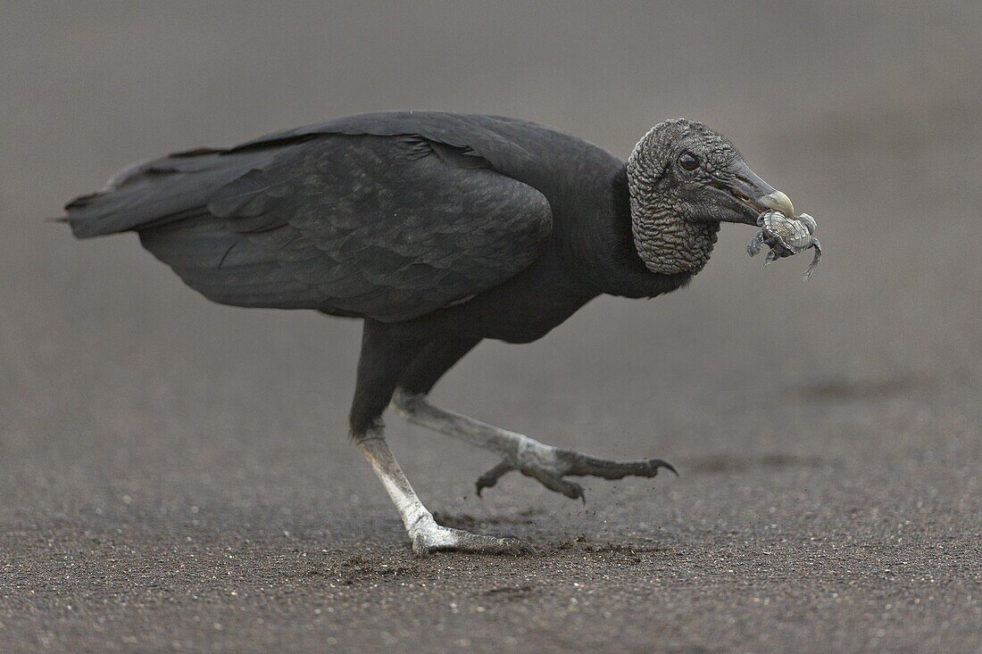 American Black Vulture (Coragyps atratus) feeding on baby Olive Ridley Sea Turtle (Lepidochelys olivacea) hatchling, Ostional Beach, Costa Rica