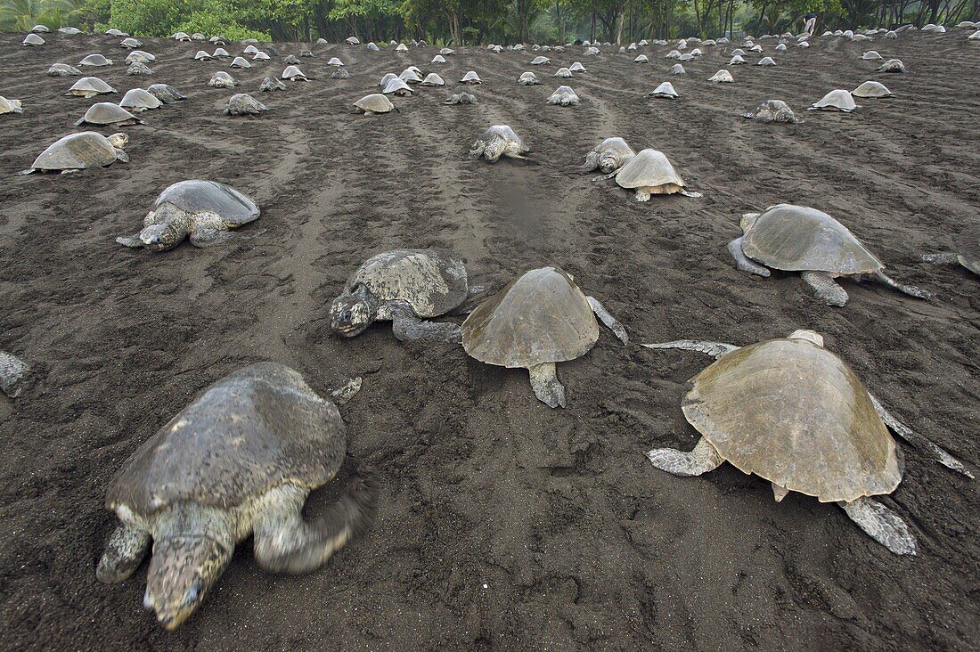 Olive Ridley Sea Turtle (Lepidochelys olivacea) females coming ashore and returning to sea during an arribada nesting event, Ostional Beach, Costa Rica