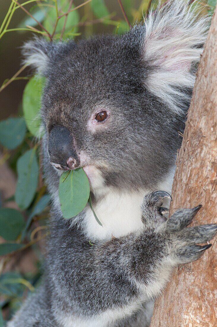 Koala (Phascolarctos cinereus) feeding on Gum Tree (Eucalyptus sp) leaves, native to Australia