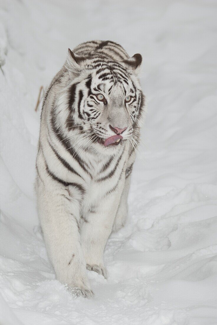 Bengal Tiger (Panthera tigris tigris) white morph walking through snow, Novosibirsk Zoo, Russia
