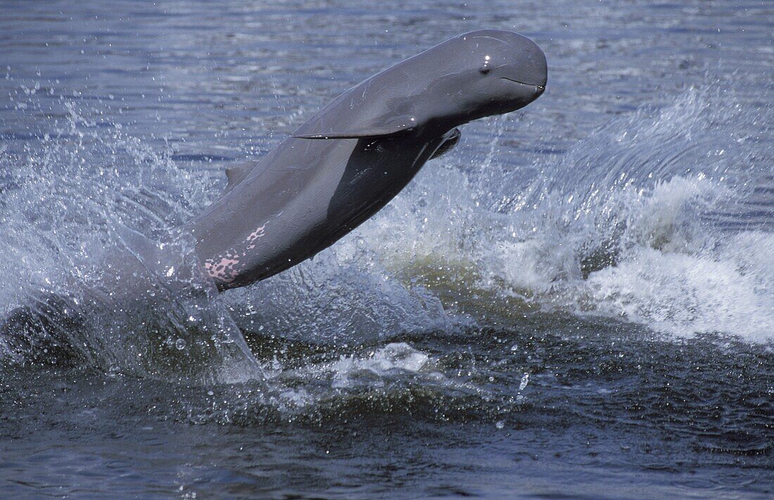 Irawaddy River Dolphin (Orcaella brevirostris) leaping, southeast Asia