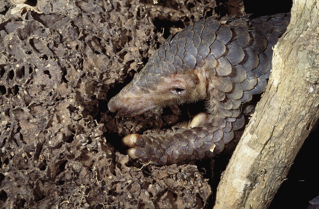 Malayan Pangolin (Manis javanica) foraging for termites, southeast Asia