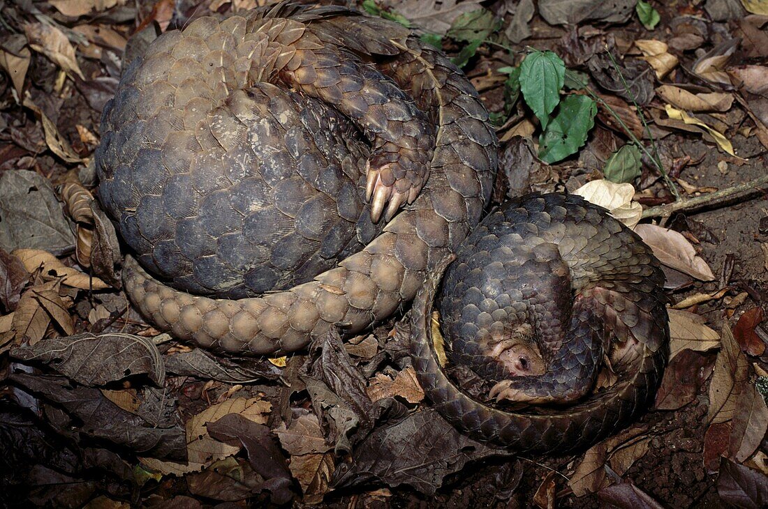 Malayan Pangolin (Manis javanica) mother and young in defensive postures, southeast Asia