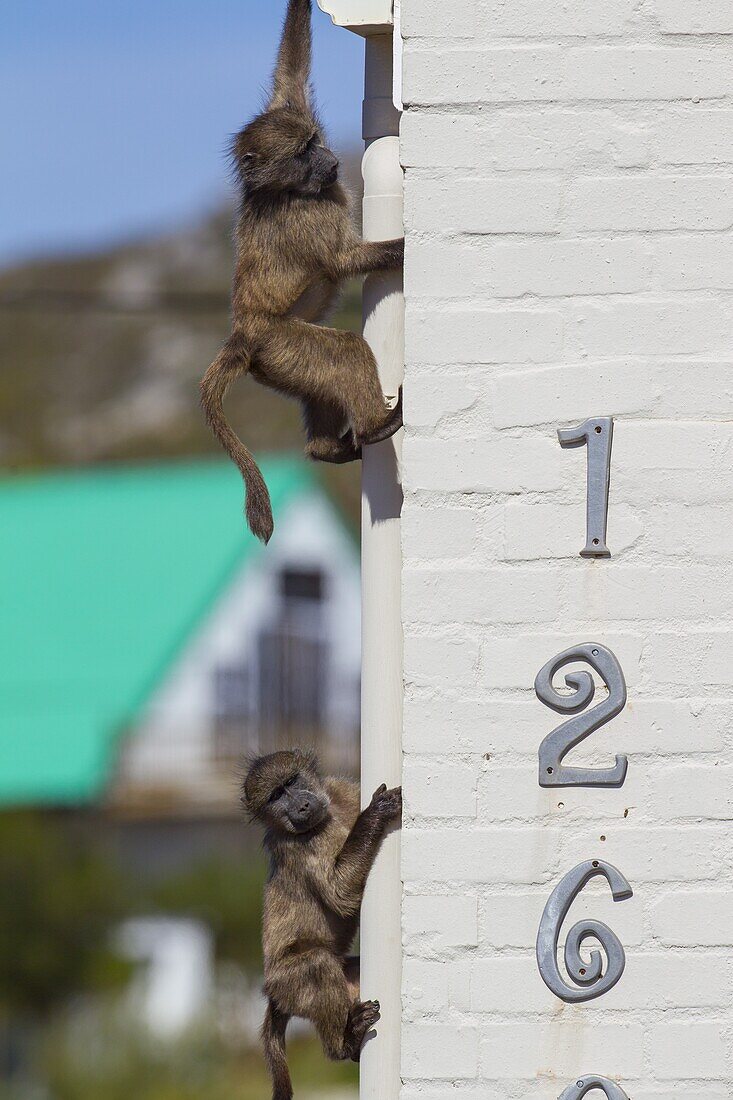 Chacma Baboon (Papio ursinus) babies climbing down building, South Africa