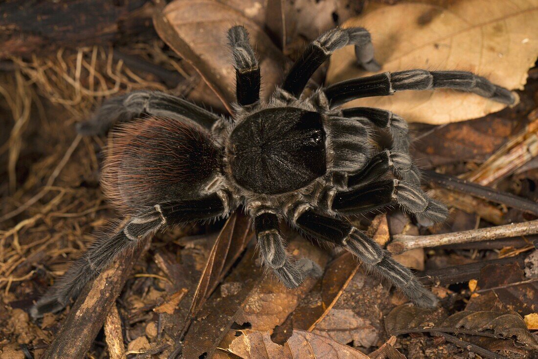 Tarantula (Theraphosidae), Barro Colorado Island, Panama