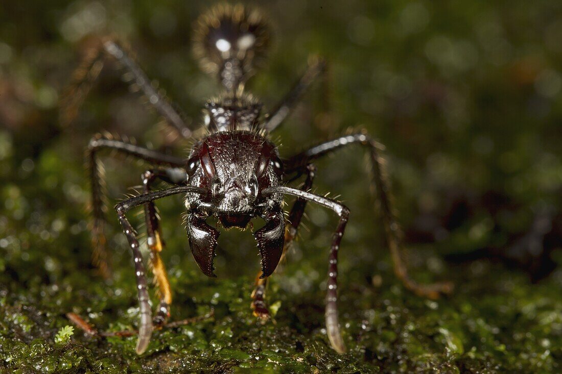 Bullet Ant (Paraponera clavata), Barro Colorado Island, Panama