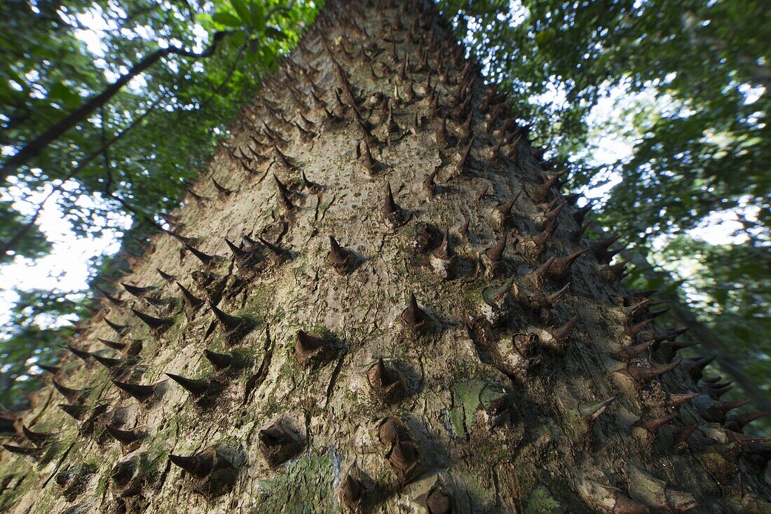 Sandbox Tree (Hura crepitans) defensive spikes on trunk, Barro Colorado Island, Panama