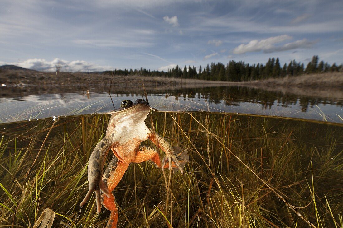 Oregon Spotted Frog (Rana pretiosa) floating in pond, Conboy Lake National Wildlife Refuge, Washington