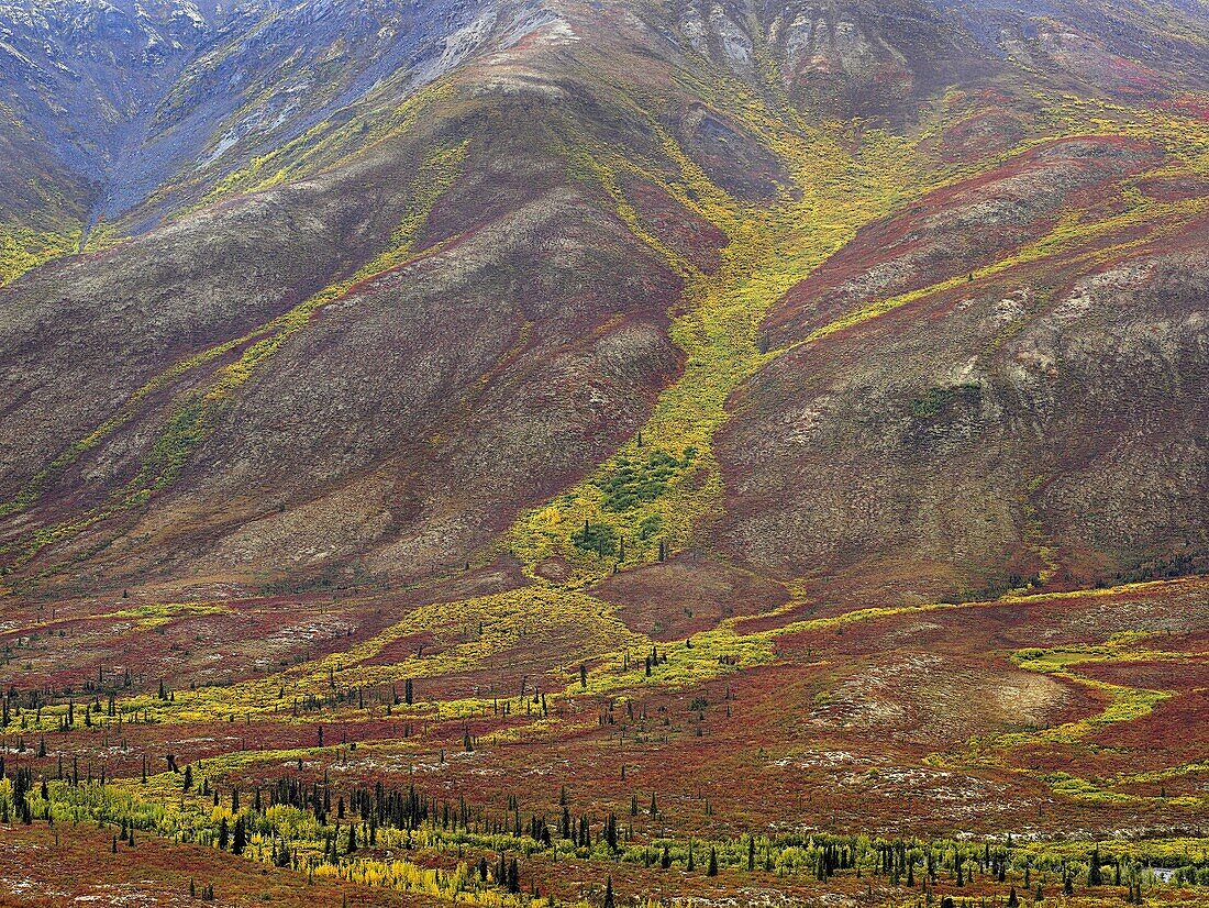 Tundra, Tombstone Range, Tombstone Territorial Park, Yukon, Canada