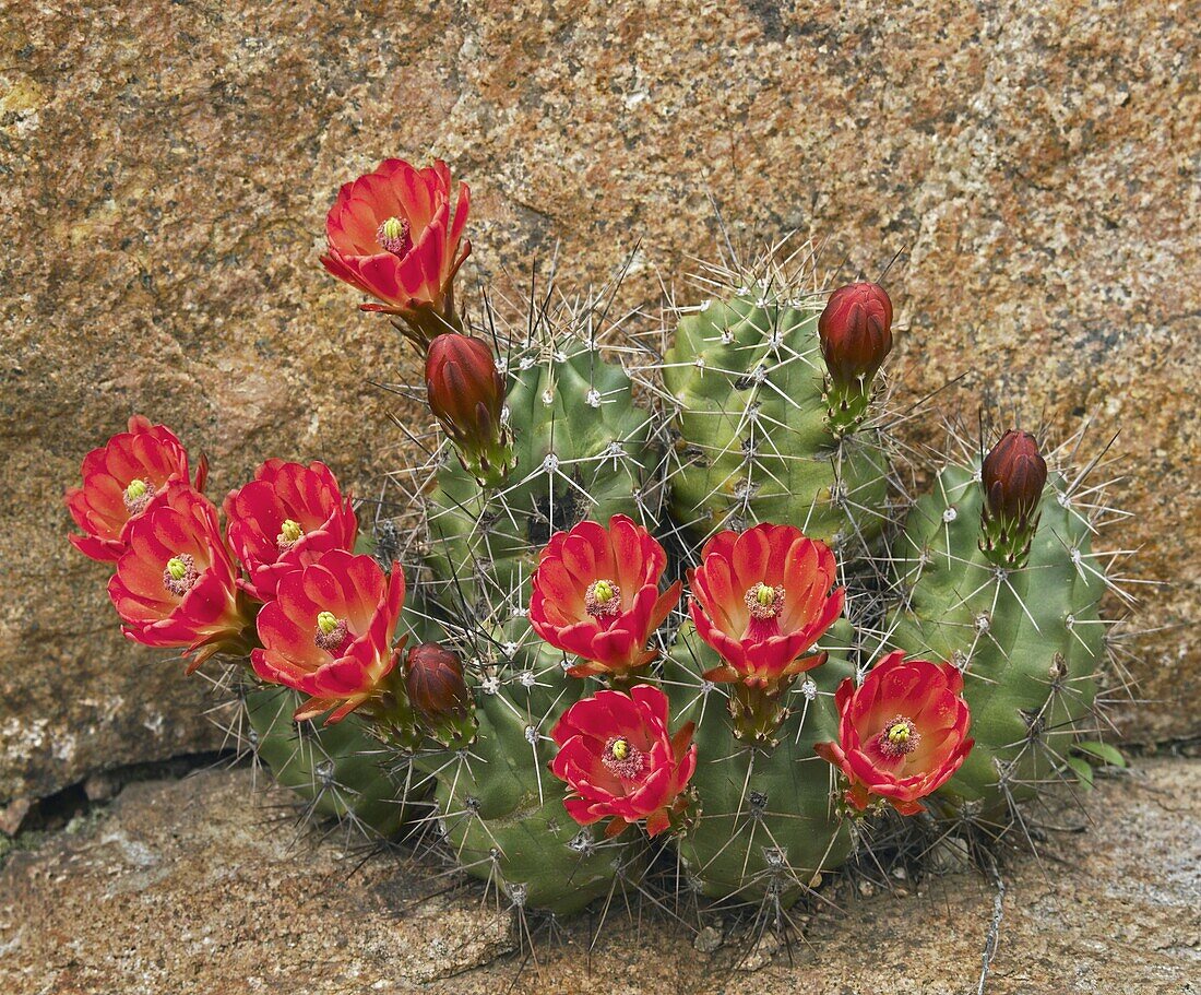 Claret Cup Cactus (Echinocereus triglochidiatus) flowering, Utah