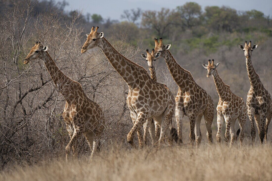 South African Giraffe (Giraffa camelopardalis giraffa) herd, Kruger National Park, South Africa