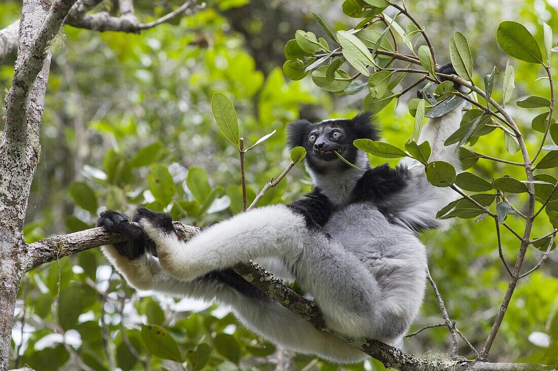 Indri (Indri indri) feeding on leaves, Andasibe Mantadia National Park, Madagascar