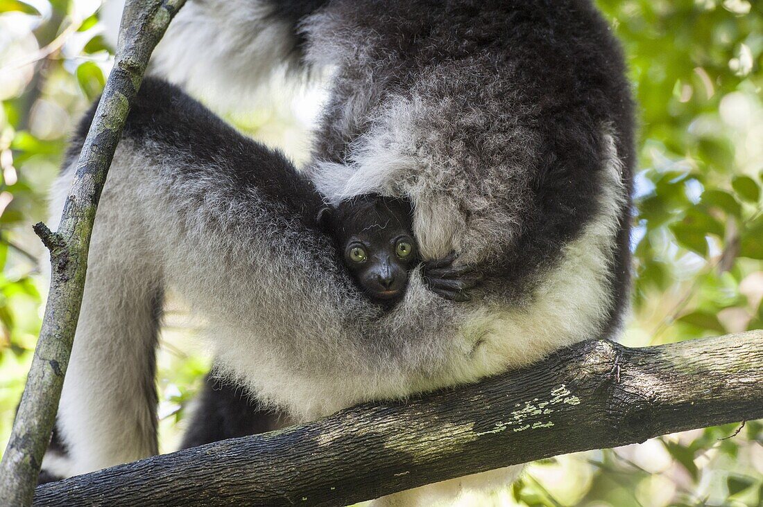 Indri (Indri indri) mother and five week old infant, eastern Madagascar