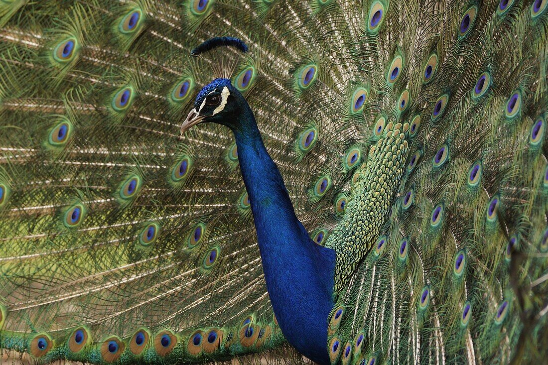 Indian Peafowl (Pavo cristatus) male displaying tail feathers, native to Asia