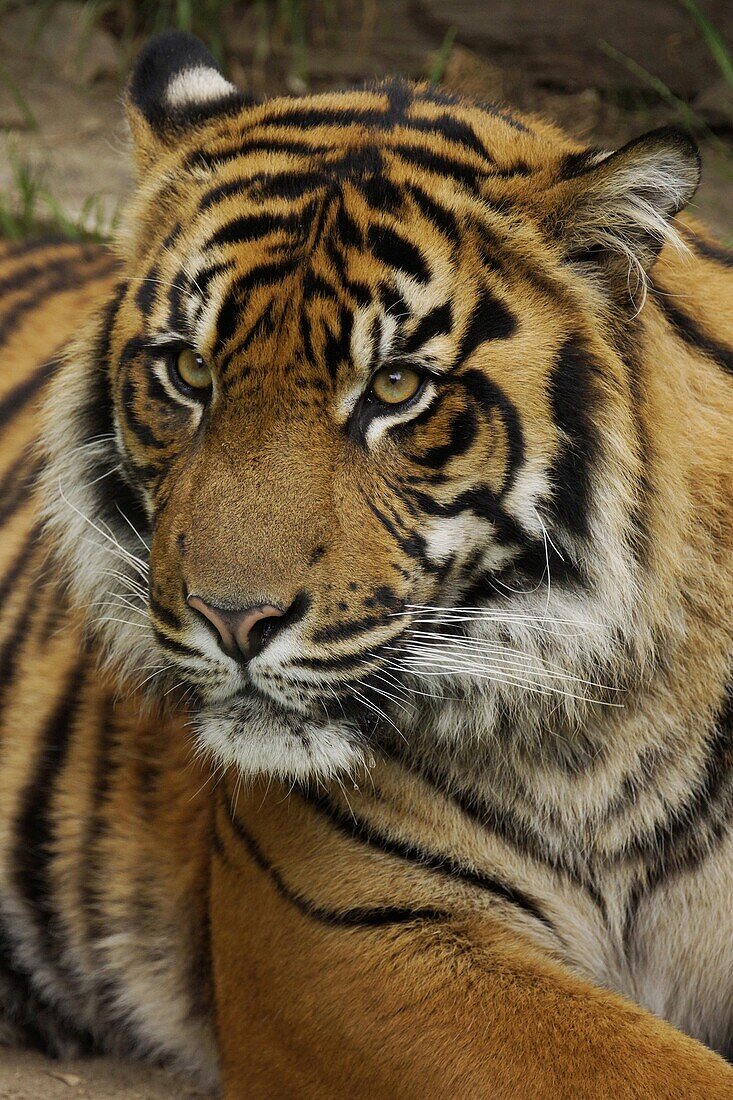 Sumatran Tiger (Panthera tigris sumatrae), native to Sumatra