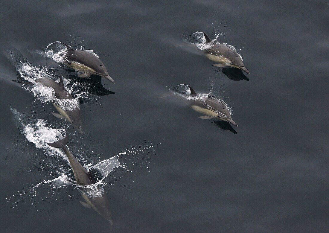 Common Dolphin (Delphinus delphis) pod surfacing, California