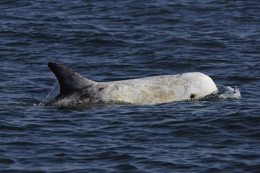 Risso's Dolphin (Grampus griseus) surfacing, California