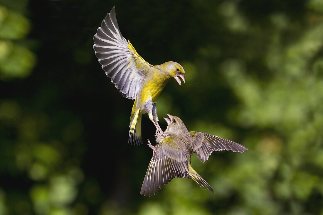 European Greenfinch (Chloris chloris) pair fighting while flying, Lower Saxony, Germany