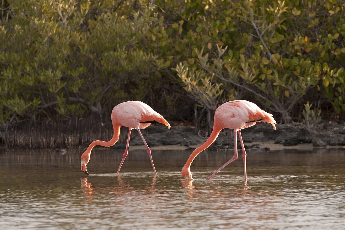 Greater Flamingo (Phoenicopterus ruber) pair feeding in lagoon, Santa Cruz Island, Galapagos Islands, Ecuador