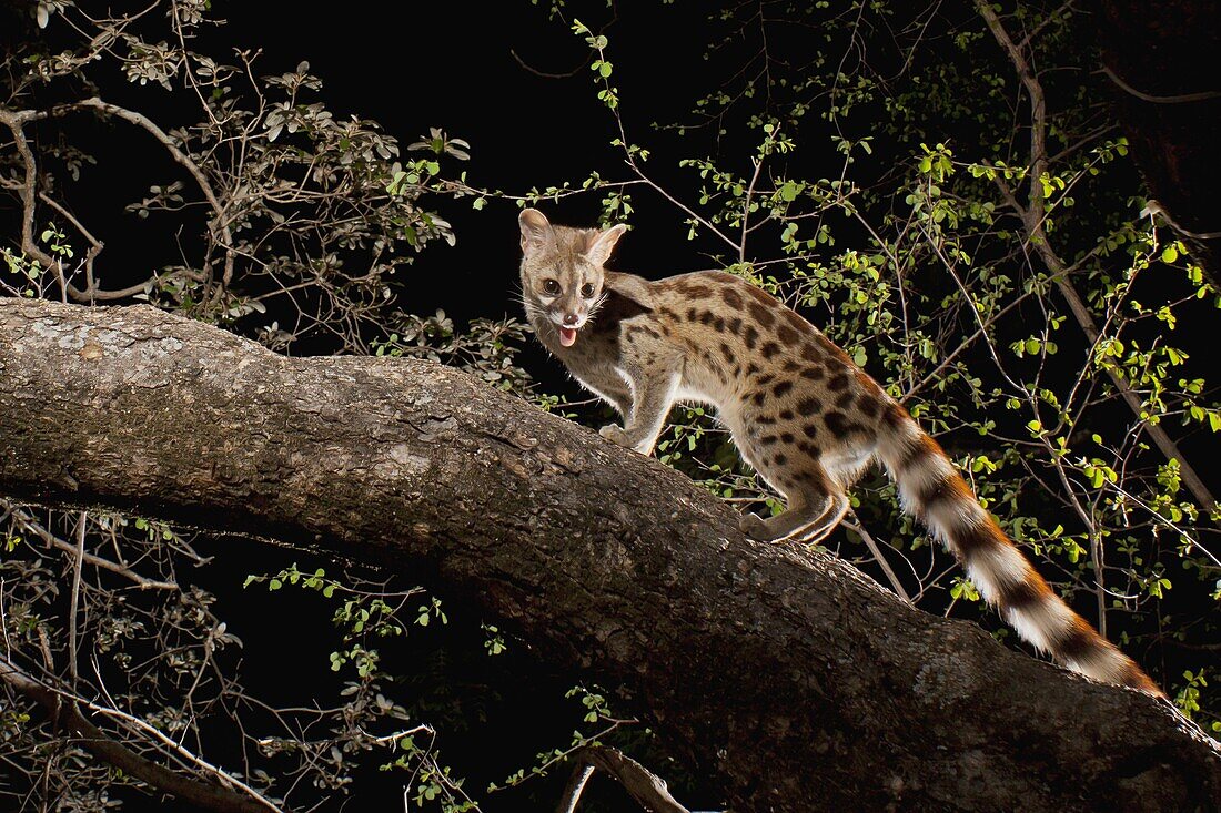 Panther Genet (Genetta maculata) climbing in tree at night, Matobo National Park, Zimbabwe