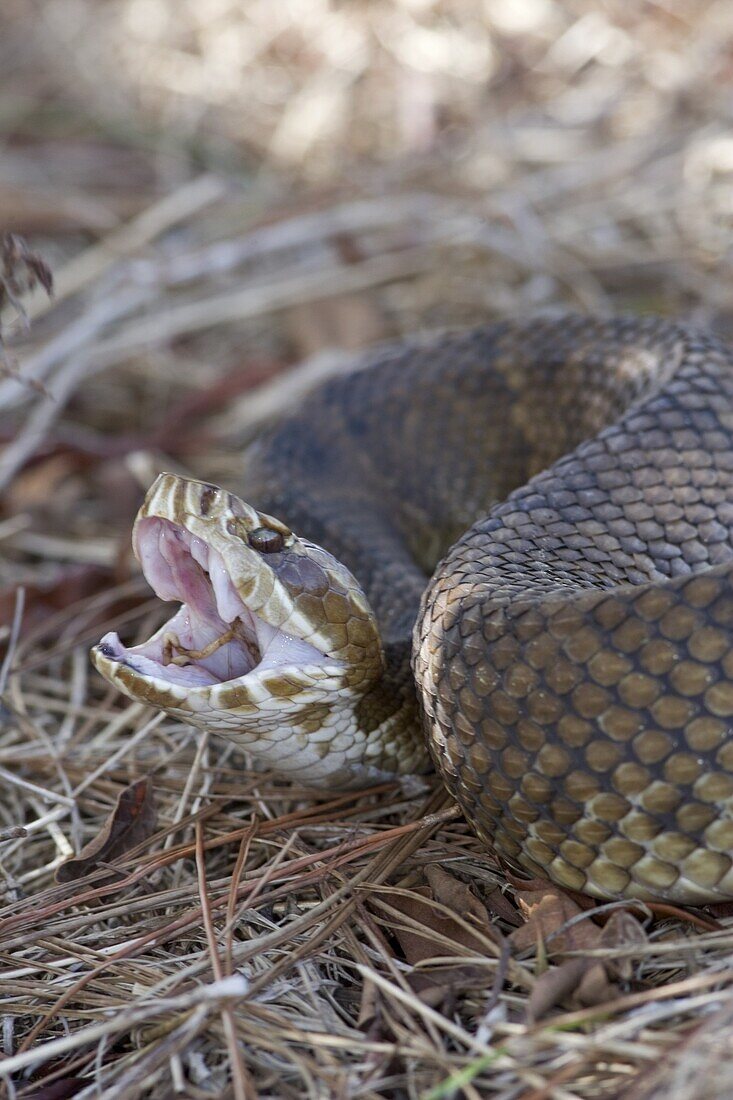 Eastern Cottonmouth (Agkistrodon piscivorus piscivorus) in defensive posture, Viera Wetlands, eastern Florida