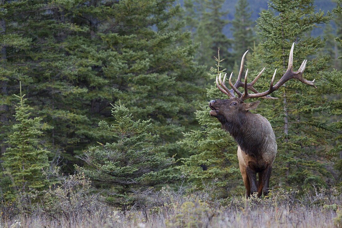 Elk (Cervus elaphus) bull bugling, nothern Rocky Mountains, Canada