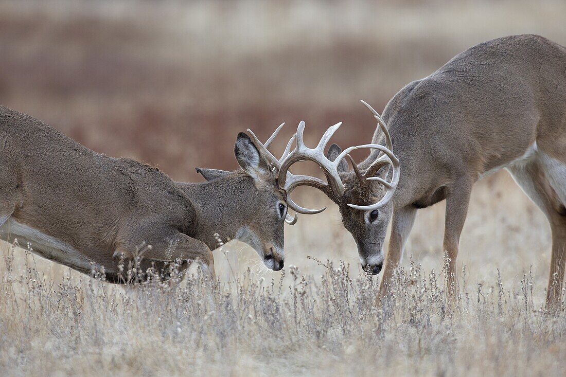 White-tailed Deer (Odocoileus virginianus) bucks fighting, northern Montana