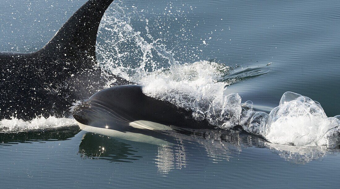 Orca (Orcinus orca) pair surfacing, Brothers Island, Alaska