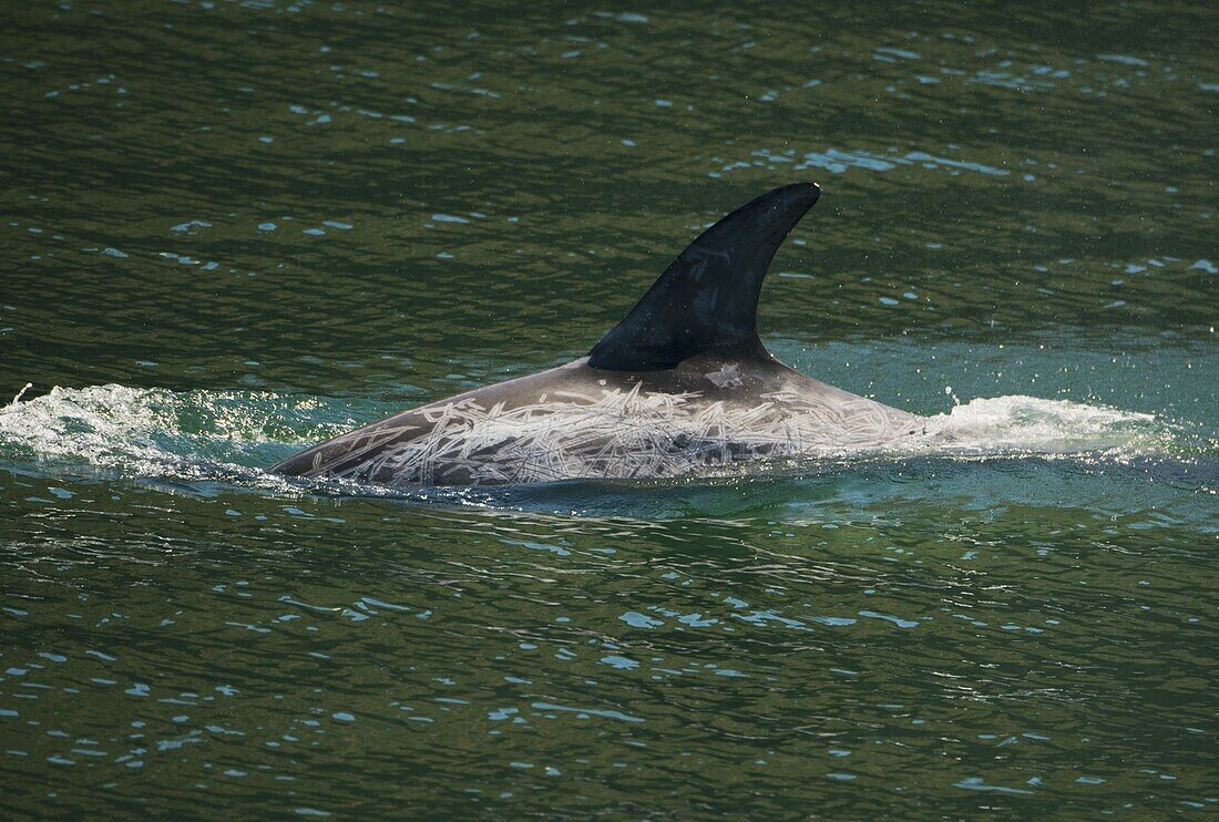 Risso's Dolphin (Grampus griseus) with scarred back, Channel Islands, California