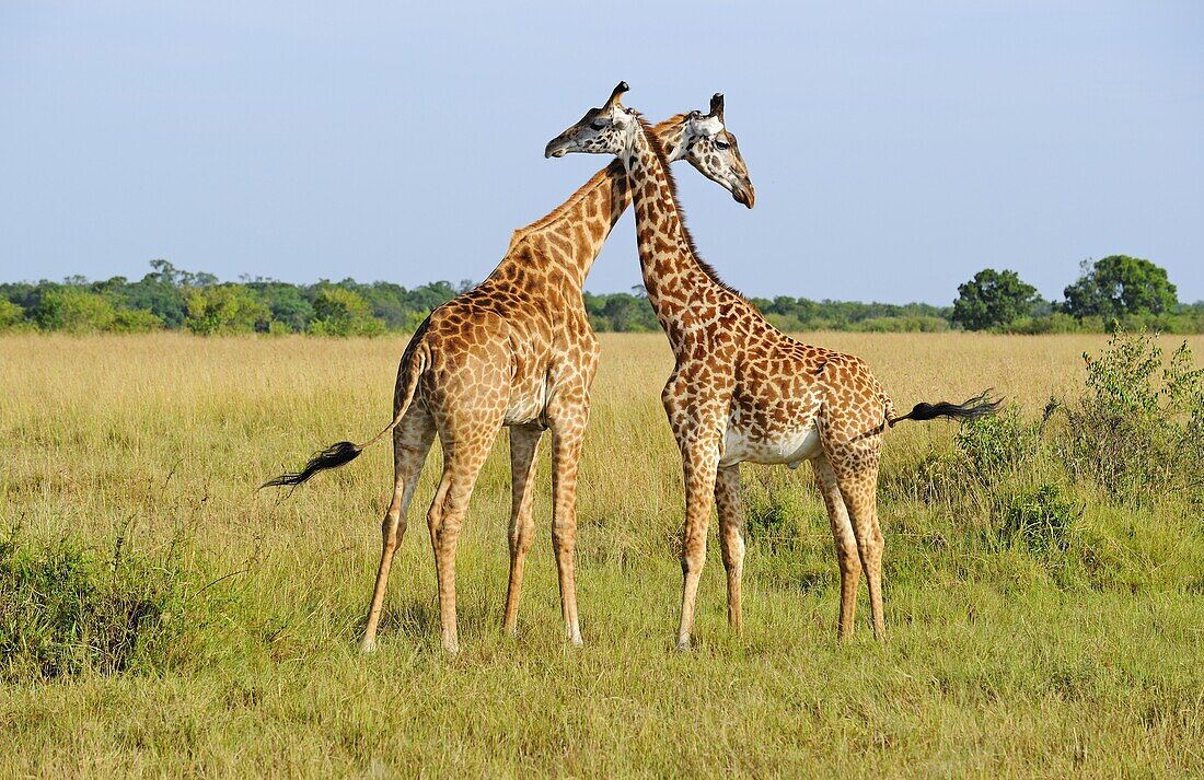 Masai Giraffe (Giraffa camelopardalis tippelskirchi) males fighting, Masai Mara National Reserve, Kenya