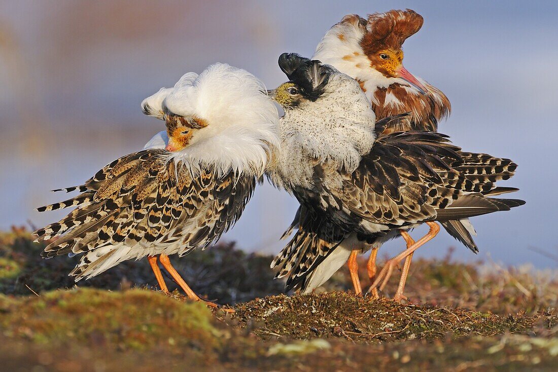 Ruff (Philomachus pugnax) males fighting at lek, Varanger Peninsula, Norway