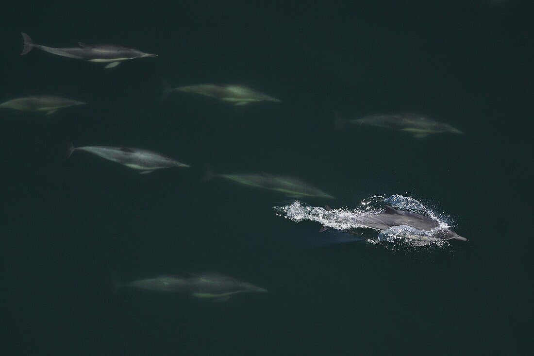 Short-beaked Common Dolphin (Delphinus delphis) pod with one surfacing, California