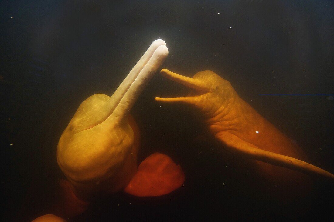 Amazon River Dolphin (Inia geoffrensis) pair, Rio Negro, Brazil