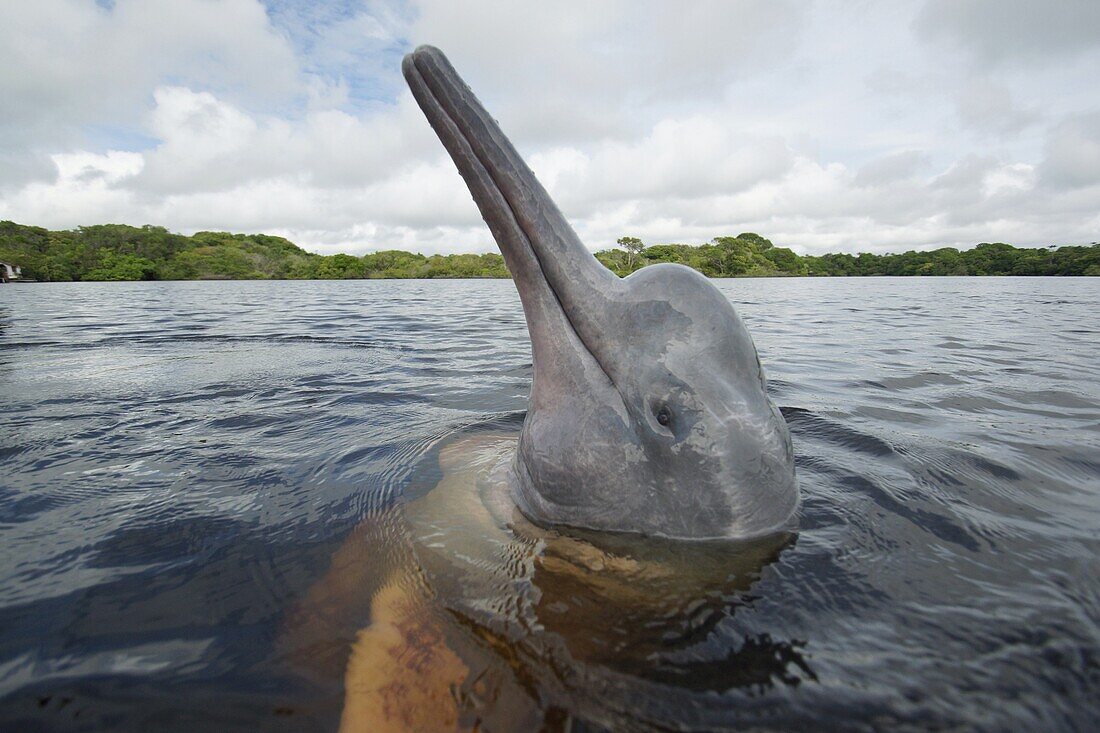 Amazon River Dolphin (Inia geoffrensis) spy-hopping, Rio Negro, Brazil