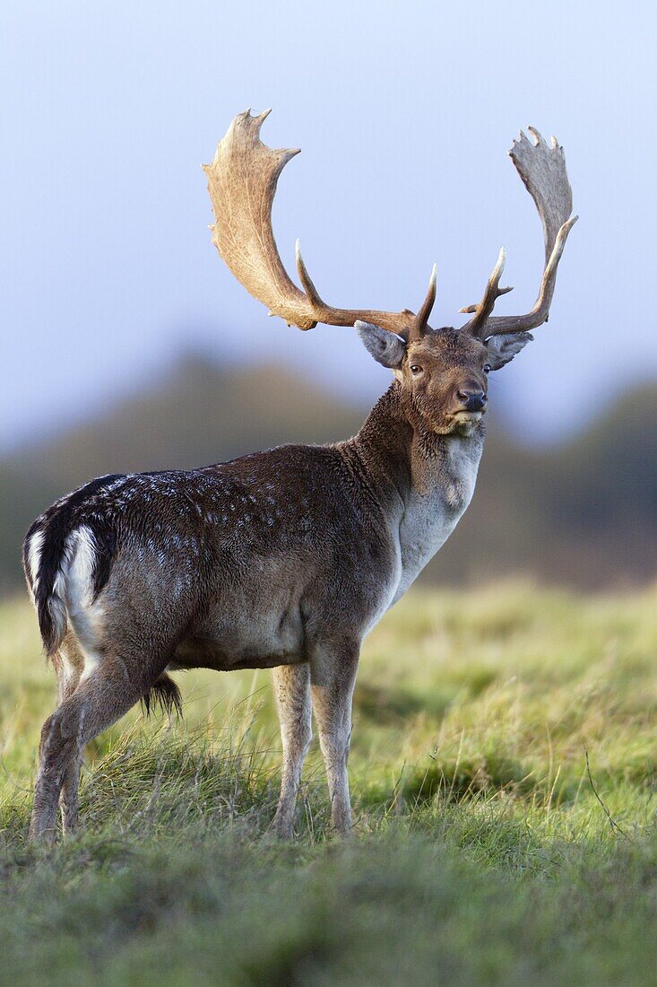 Fallow Deer (Dama dama) buck during the rut in autumn, Denmark