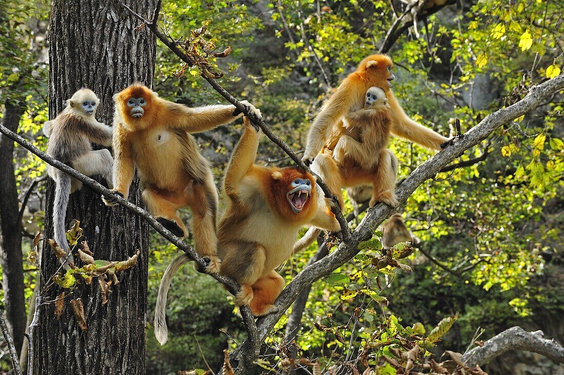 Golden Snub-nosed Monkey (Rhinopithecus roxellana) troop, male defending females and young, Qinling Mountains, Shaanxi, China