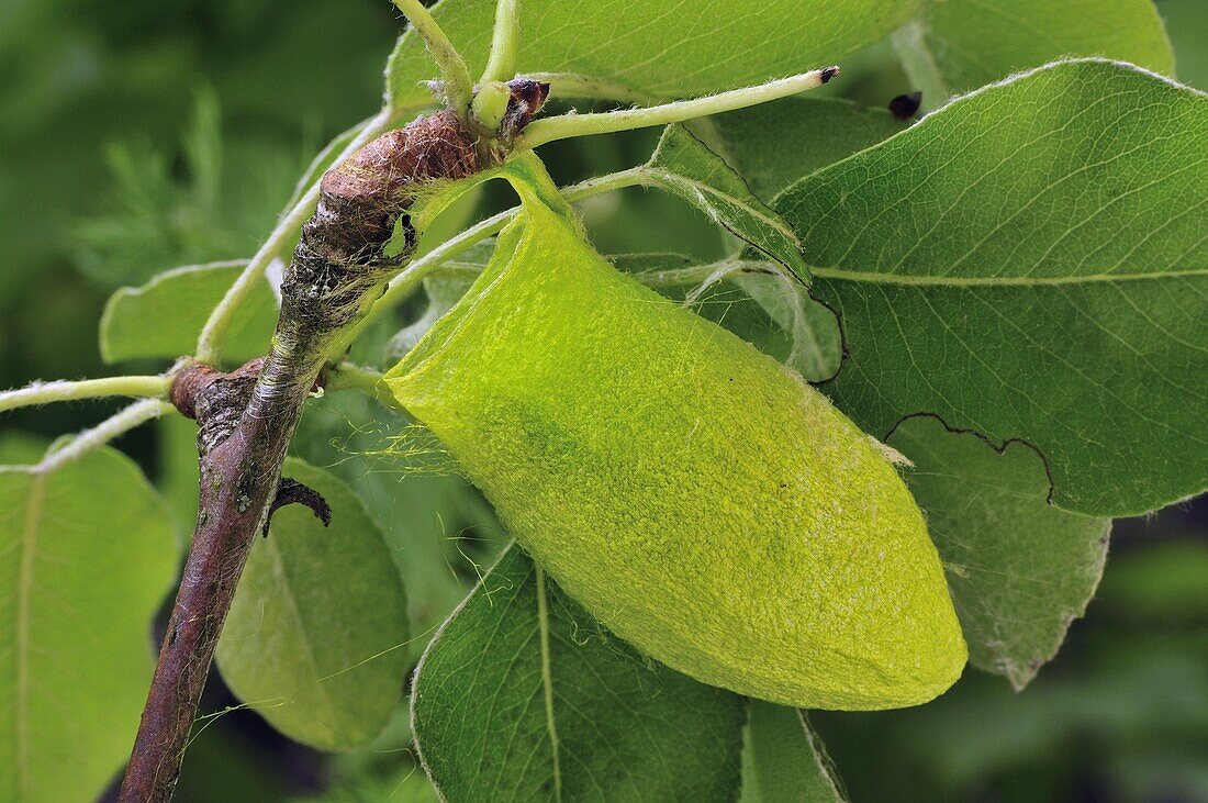 Saturniid Moth (Rhodinia fugax) cocoon, Qinling Mountains, Shaanxi, China