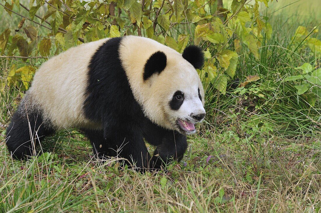 Giant Panda (Ailuropoda melanoleuca) juvenile, Qinling Mountains, Shaanxi, China
