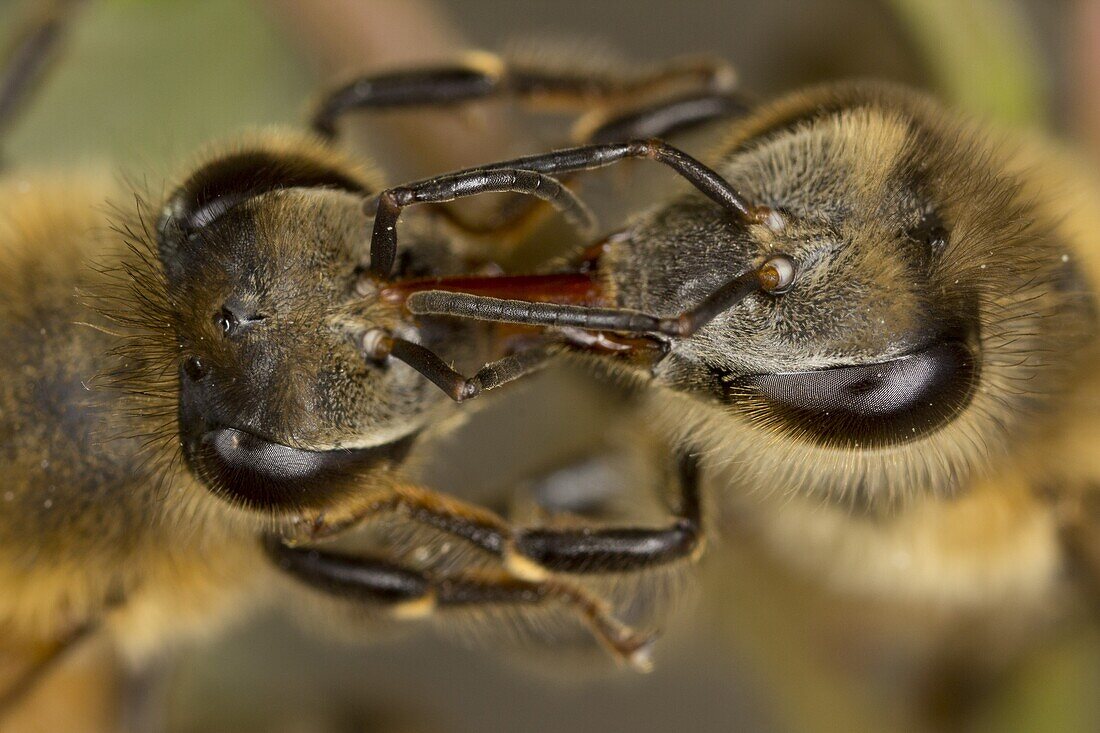 Honey Bee (Apis mellifera) communicating by touching antennae and proboscis, westen Oregon