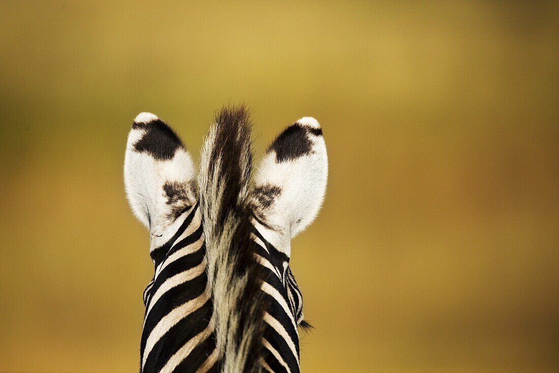 Burchell's Zebra (Equus burchellii) ear markings, Rietvlei Nature Reserve, South Africa