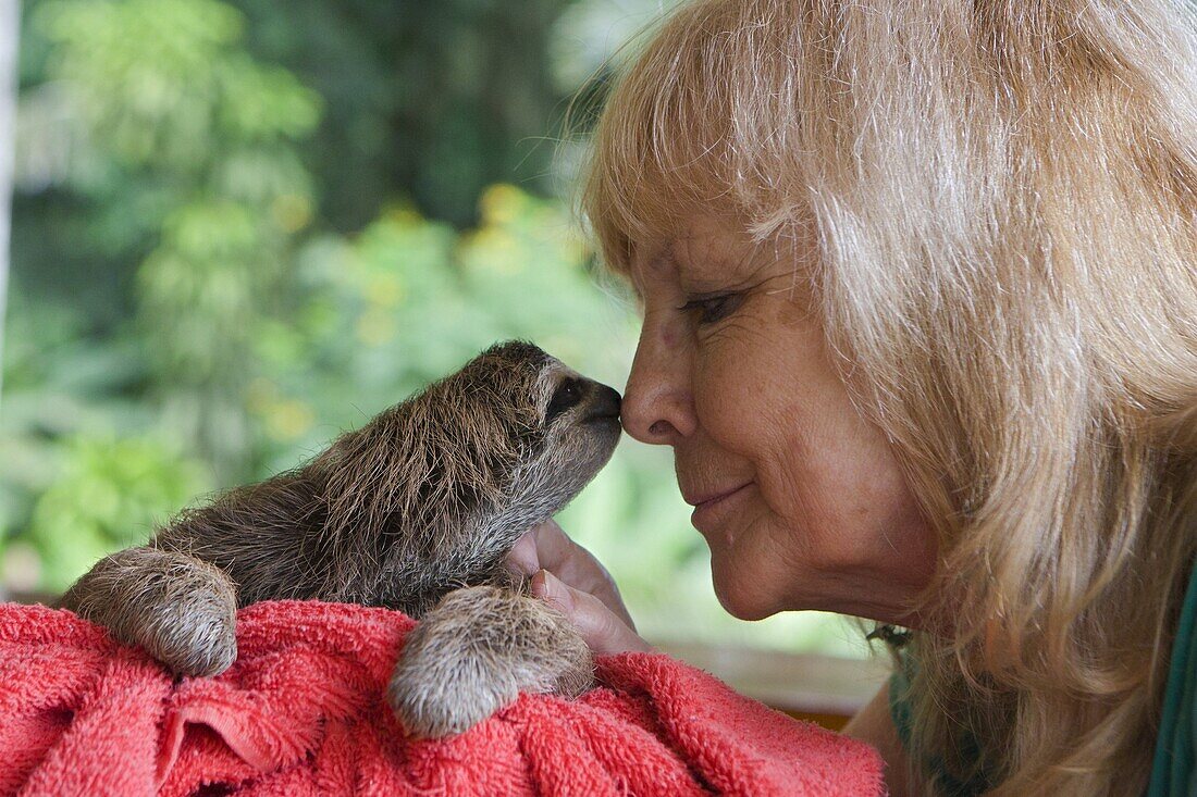 Brown-throated Three-toed Sloth (Bradypus variegatus) orphan with Judy Avey- Arroyo, owner of the Aviarios Sloth Sanctuary, Costa Rica