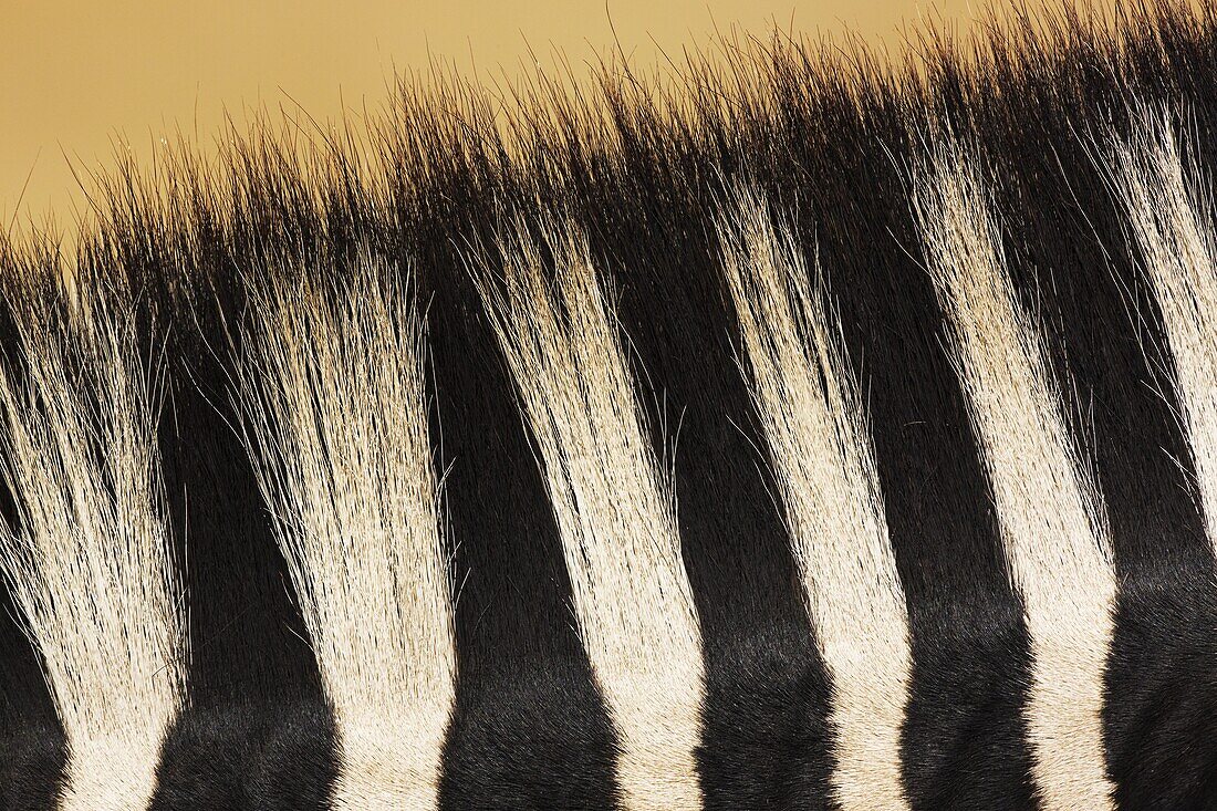 Burchell's Zebra (Equus burchellii) mane, Rietvlei Nature Reserve, South Africa