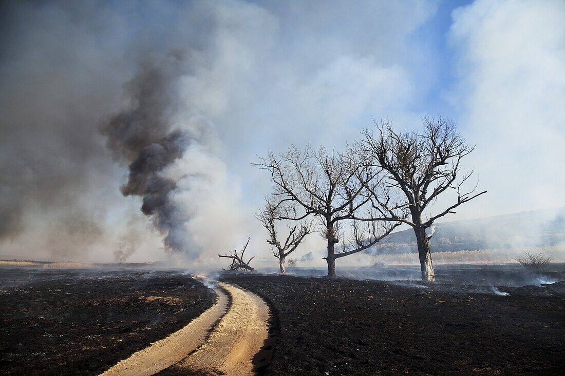 Wildfire damage around a road, Marievale Bird Sanctuary, South Africa